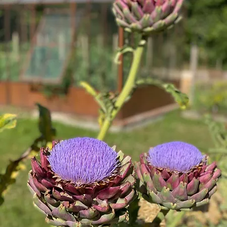 Domaine De La Lipomerie - La Petite Maison 度假居 Gapree