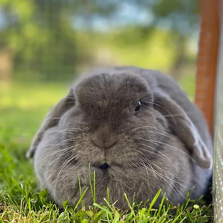 Casa vacanze Domaine De La Lipomerie - La Petite Maison Gapree
