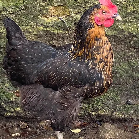 Domaine De La Lipomerie - La Petite Maison *