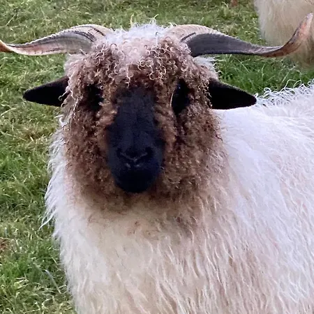 Domaine De La Lipomerie - La Petite Maison *