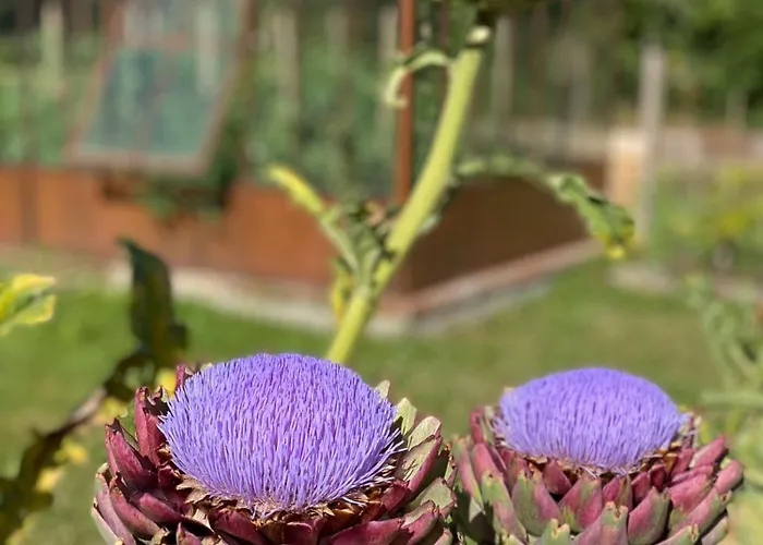 Domaine De La Lipomerie - La Petite Maison Feriehus Gapree