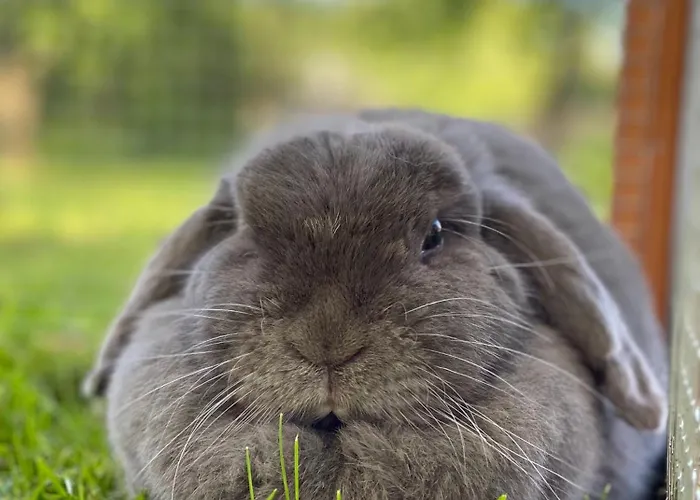 Feriehus Domaine De La Lipomerie - La Petite Maison Gapree