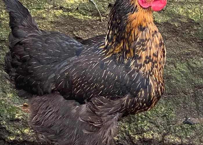 Domaine De La Lipomerie - La Petite Maison *