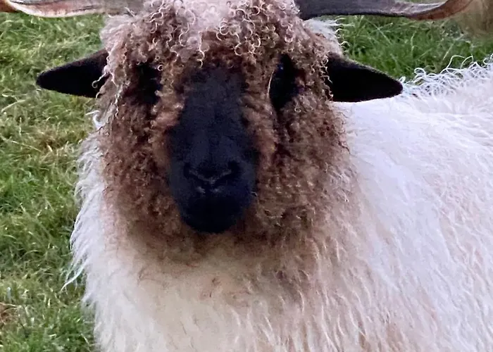 Domaine De La Lipomerie - La Petite Maison *